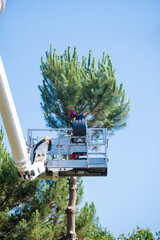 Professional lumberjack at work on an aerial work platform