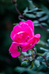 pink rose in the garden