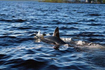 Obraz premium shark with fin out of the water surface