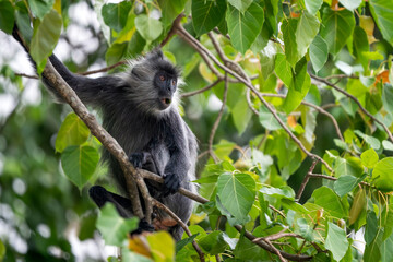 Germain's Langur - Trachypithecus germaini, rare endagered Old World monkey native to tropical forests of Indochina, Vietnam.