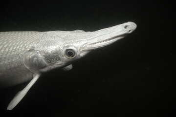 Close-up of a white Alligator Gar. Underwater photography of a white Alligator Gar isolated on a black background.