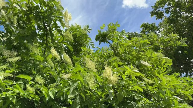 Elder tree blooming in sunny garden with camera panning left to right &mdash; fresh green foliage and white flowers