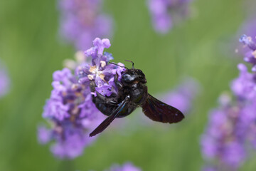 Carpenter-bee on summer flower