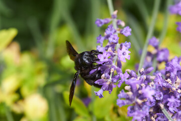 Carpenter-bee on summer flower