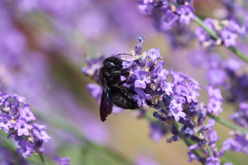 Carpenter-bee on summer flower