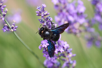 Carpenter-bee on summer flower