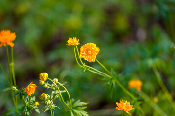 Close-up photo of orange blooming Trollius ledebouru flowers in spring