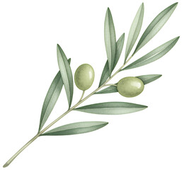 Olive Branch with Green Olives