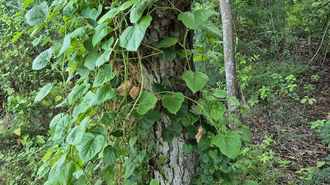 Green Vine with Heart-Shaped Leaves Climbing a Tree Trunk in a Forest Understory