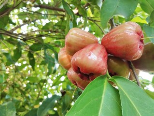Watery rose apple fruit (Syzygium aqueum) still on tree