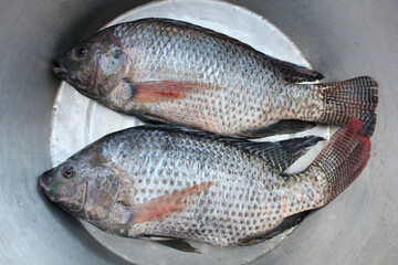 Fototapeta premium Fresh Tilapia Fish in Stainless Steel Basin. Two freshly caught tilapia fish placed side by side in a clean stainless steel basin, ready for preparation or cooking.