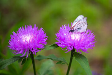 A white moth sits on a purple cornflower