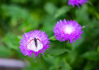 A white moth sits on a purple cornflower