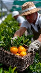 Farmer harvests oranges in greenhouse