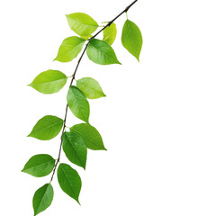 Green leaf branch displaying vibrant foliage on a white background ideal for nature themes and design uses, Image green leaf on branch on white background