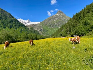 Wanderung Osttirol Schlatenkees 