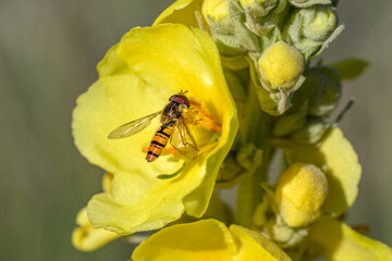 Marmalade Hoverfly on Yellow Wildflower Buds in Natural Light