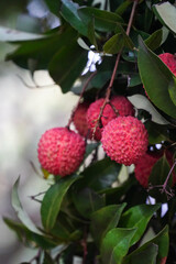 Obraz premium Freshly picked ripe lychees, ready for sale at the market. Vibrant colors and juicy sweetness of this tropical delight, straight from the orchard to your table. Lychee, Litchi, Lichee, fruit