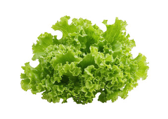 Fresh Lettuce Head Closeup (1)