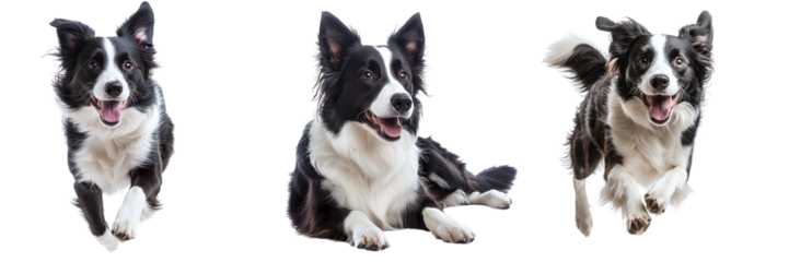 Collection of different cute border collie dogs isolated on transparent background, PNG set