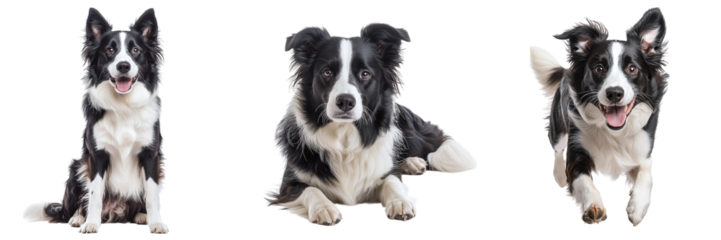 Cute border collie dog isolated on transparent background, PNG set