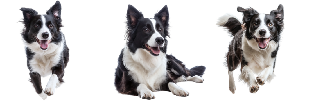 Collection of different cute border collie dogs isolated on transparent background, PNG set