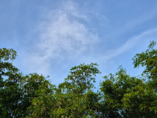 Scenery of Bamboo forest in summer in the blue sky background. Copy space