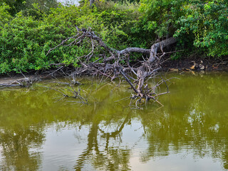 Fallen tree lying in greenish pond surrounded by dense tropical forest vegetation