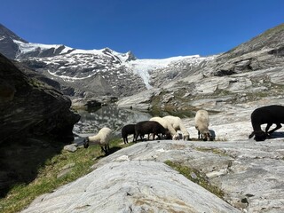 Wanderung Osttirol Schlatenkees 