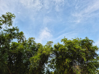 Scenery of Bamboo forest in summer in the blue sky background. Copy space