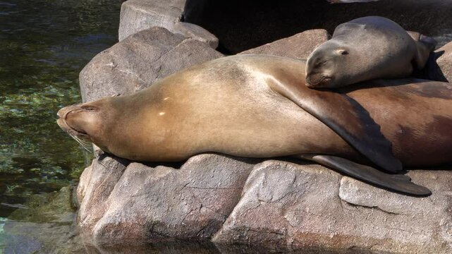 California Sea Lion