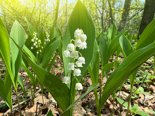 beautiful lilies of the valley