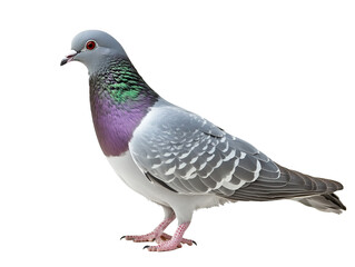 grey pigeon on a transparent background