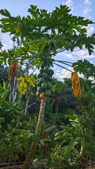 papaya tree with ripe and unripe fruits