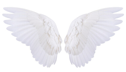 Obraz premium Pair of large, white bird wings with detailed feathers spread symmetrically.