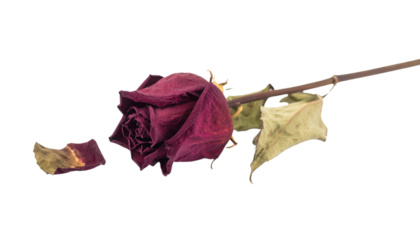 A close-up of a dried, dark red rose with withered petals and a detached petal lying nearby.