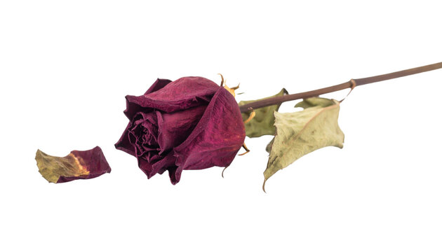 A close-up of a dried, dark red rose with withered petals and a detached petal lying nearby.