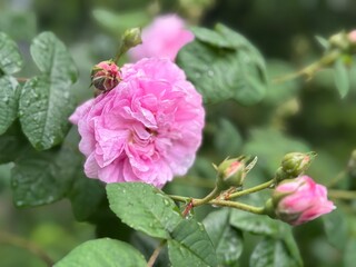  Beautiful rose bush with pink roses flowers