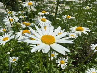  Beautiful summer spring mountain scenery with a clearing of daisies in the foreground.