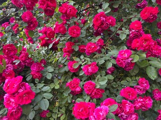 Blooming gorgeous Bush roses under the sun