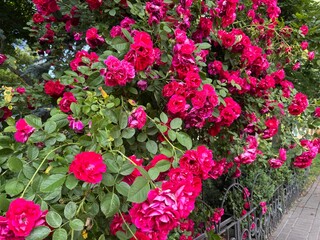 Blooming gorgeous Bush roses under the sun