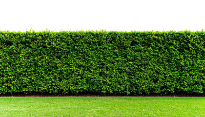 A neatly trimmed green hedge with dense foliage stands against a black background, bordered by a well-maintained grassy lawn.