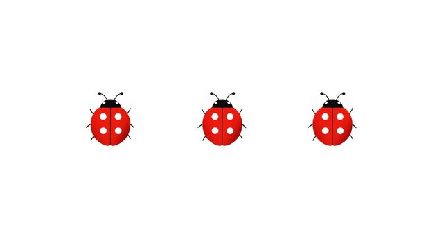 Three ladybugs walk in a row
