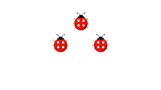 Three ladybugs walk