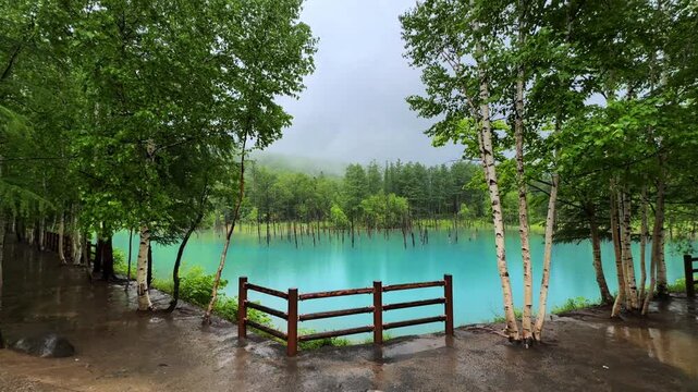 Serene view of Biei Blue Pond with trees and misty forest in calm summer rain