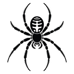 Obraz premium Black And White Spider Graphic Top Down View Eight Legs White Abdomen Markings arachnid insect