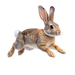 Obraz premium A fluffy brown pet rabbit is isolated on a white background