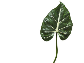alocasia sheet on transparent background