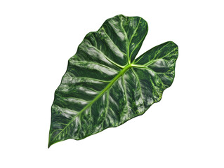 alocasia sheet on transparent background