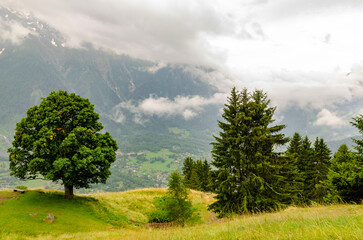 Mountain peaks covered in snow and clouds with green forest trees in foreground, dramatic sky